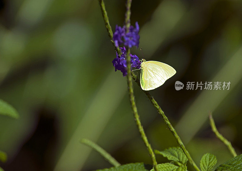 Dina Yellow Butterfly，哥斯达黎加